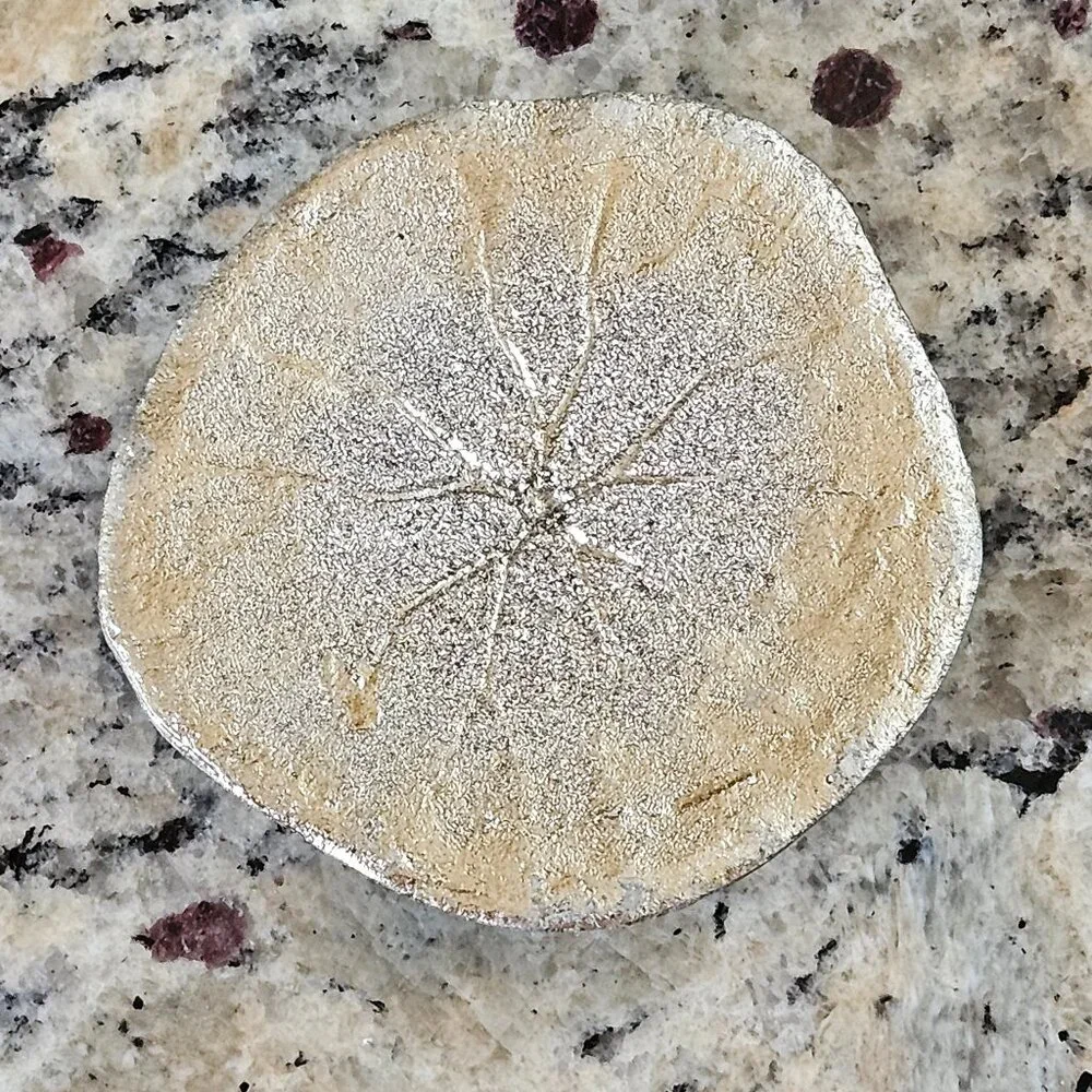 REGINA ANDREW SILVER SAND DOLLAR COASTAL BEACH VASE FILLER HOME TABLE DECOR